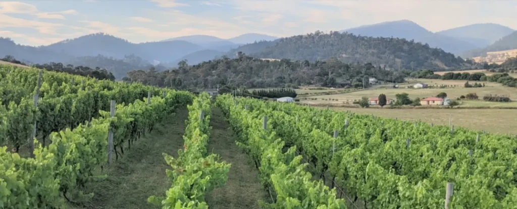 Merriworth Wines - vineyard