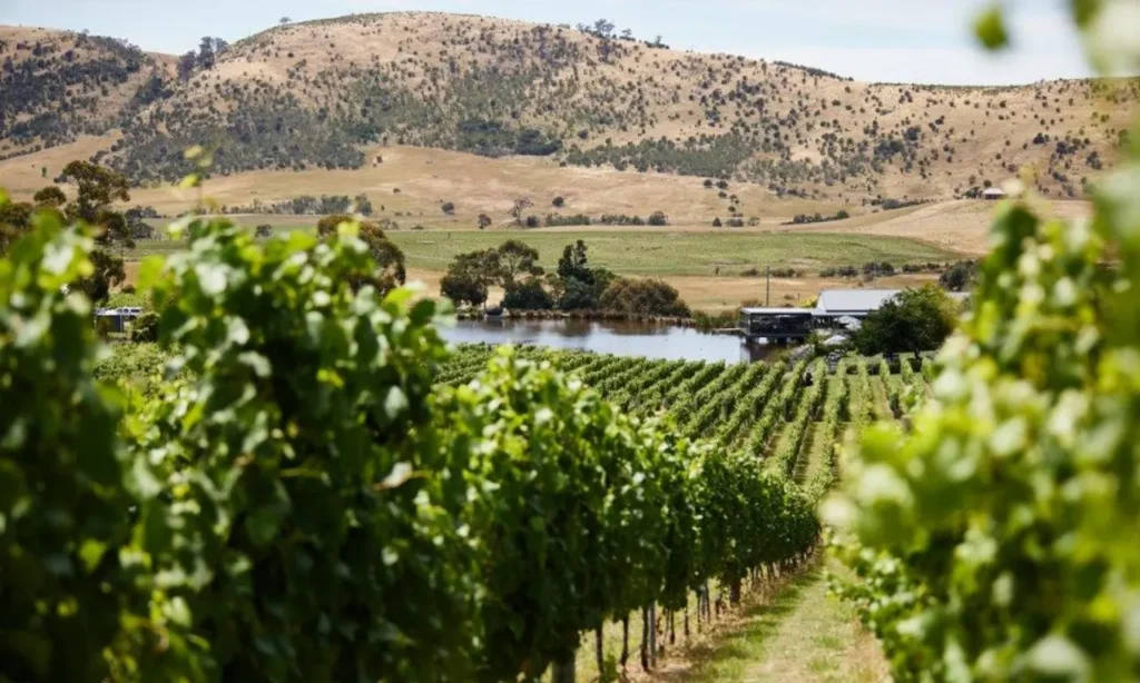 Puddleduck Wines